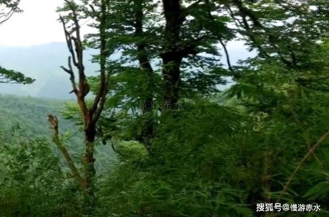 宇宙蜜蜂无敌版